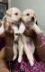 Labrador Retriever Puppies for sale in Choolaimedu, Chennai, Tamil Nadu, India. price: 6000 INR
