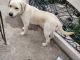 Labrador Retriever Puppies for sale in Atmakur, Andhra Pradesh 518422, India. price: 15000 INR