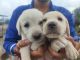 Labrador Retriever Puppies for sale in Kirandul, Chhattisgarh 494556, India. price: 1000 INR