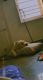 Labrador Retriever Puppies for sale in B-BLOCK, 32, 2nd Cross Rd, AECS B Block, AECS Layout, Singasandra, Bengaluru, Karnataka 560068, India. price: 5000 INR