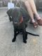 Labrador Retriever Puppies for sale in Salem, OR, USA. price: NA