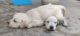 Labrador Retriever Puppies for sale in Tamil Nadu 628612, India. price: 6000 INR