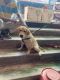 Labrador Retriever Puppies for sale in Greater Noida, Uttar Pradesh, India. price: 12000 INR
