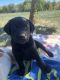 Labrador Retriever Puppies for sale in Hartville, MO 65667, USA. price: $500