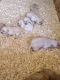 Labrador Retriever Puppies for sale in Bricelyn, MN 56014, USA. price: NA