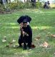 Labrador Retriever Puppies for sale in McBain, MI 49657, USA. price: NA