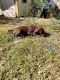 Labrador Retriever Puppies for sale in Gilmore City, IA 50541, USA. price: $500