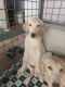 Labrador Retriever Puppies for sale in Vettor Rd, Varkala, Kerala 695141, India. price: 3000 INR