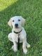 Labrador Retriever Puppies for sale in Merritt Island, FL, USA. price: $800
