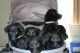 Labrador Retriever Puppies for sale in De Beque, CO 81630, USA. price: $600