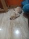 Labrador Retriever Puppies for sale in Ondipudur, Tamil Nadu, India. price: 12000 INR