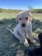 Labrador Retriever Puppies for sale in Hartville, MO 65667, USA. price: $500