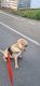 Labrador Retriever Puppies for sale in Sangamner, Maharashtra 422605, India. price: NA