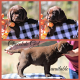 Labrador Retriever Puppies for sale in Redding, CA 96003, USA. price: $1,850