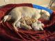 Labrador Retriever Puppies for sale in Peoria, IL 61614, USA. price: NA