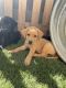 Labrador Retriever Puppies for sale in Antelope, CA, USA. price: $500