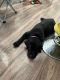 Labrador Retriever Puppies for sale in 4774 Timberglen Rd, Dallas, TX 75287, USA. price: $700