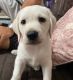 Labrador Retriever Puppies for sale in Mumbai, Maharashtra, India. price: 7 INR