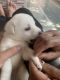 Labrador Retriever Puppies for sale in Ishwar Vihar, Ladpur, Dehradun, Uttarakhand 248008, India. price: 10000 INR