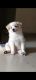 Labrador Retriever Puppies for sale in Beta II, Greater Noida, Uttar Pradesh, India. price: 15000 INR