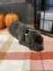 Labrador Retriever Puppies for sale in Townville, SC 29689, USA. price: $1,000