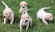 Labrador Retriever Puppies for sale in 7472 Hwy NN, Joplin, MO 64804, USA. price: NA