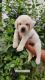 Labrador Retriever Puppies for sale in Coimbatore, Tamil Nadu, India. price: 12,000 INR