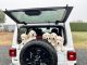 Labrador Retriever Puppies for sale in Gervais, OR 97026, USA. price: NA