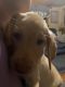Labrador Retriever Puppies for sale in Bedford, VA 24523, USA. price: $800