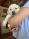 Labrador Retriever Puppies for sale in San Marcos, CA, USA. price: $1,575