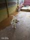 Labrador Retriever Puppies for sale in Bagaluru, Karnataka 562149, India. price: 20000 INR