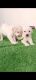 Labrador Retriever Puppies for sale in Varanasi, Uttar Pradesh, India. price: 12000 INR