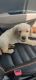 Labrador Retriever Puppies for sale in Gwalior, Madhya Pradesh, India. price: 15000 INR