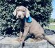Labrador Retriever Puppies for sale in Silex, MO 63377, USA. price: $450