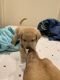 Labrador Retriever Puppies for sale in San Marcos, CA, USA. price: $1,575