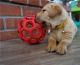Labrador Retriever Puppies for sale in NJ-27, Edison, NJ, USA. price: $300
