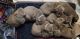 Labrador Retriever Puppies for sale in Tucson, AZ, USA. price: $450