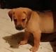 Labrador Retriever Puppies for sale in 4427 SW 21st St, Oklahoma City, OK 73108, USA. price: NA