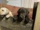 Labrador Retriever Puppies for sale in Dorr, MI 49323, USA. price: $700