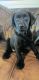 Labrador Retriever Puppies for sale in Washington, NC, USA. price: $600