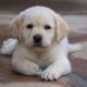 Labrador Retriever Puppies for sale in Bhanjanagar, Odisha, India. price: 10000 INR