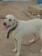 Labrador Retriever Puppies for sale in Byrathi, Karnataka 560077, India. price: 16000 INR