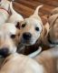 Labrador Retriever Puppies for sale in Oceanside, CA, USA. price: NA