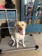 Labrador Retriever Puppies for sale in Schertz, TX, USA. price: $3,000