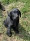 Labrador Retriever Puppies for sale in Garden City, MO 64747, USA. price: NA