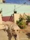 Labrador Retriever Puppies for sale in Akash Nagar Main Rd, Akash Nagar, Tharapakkam, Thandalam, Tamil Nadu 600116, India. price: 12000 INR