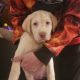Labrador Retriever Puppies for sale in Cedar Rapids, IA, USA. price: $625,700