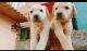 Labrador Retriever Puppies for sale in Green Ave Layout Rd, Kodigehalli, Kadugodi, Bengaluru, Karnataka 560067, India. price: 6000 INR