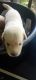 Labrador Retriever Puppies for sale in Kallissery, Chengannur, Kerala 689124, India. price: 8000 INR