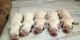 Labrador Retriever Puppies for sale in Panipat, Haryana, India. price: 13 INR